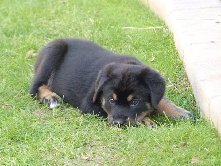 chinook dog